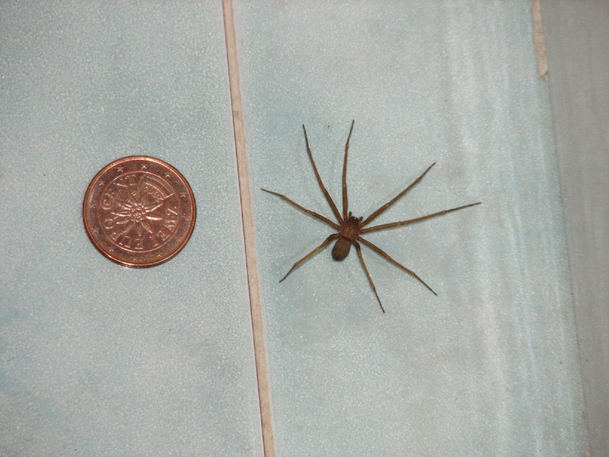 Loxosceles rufescens